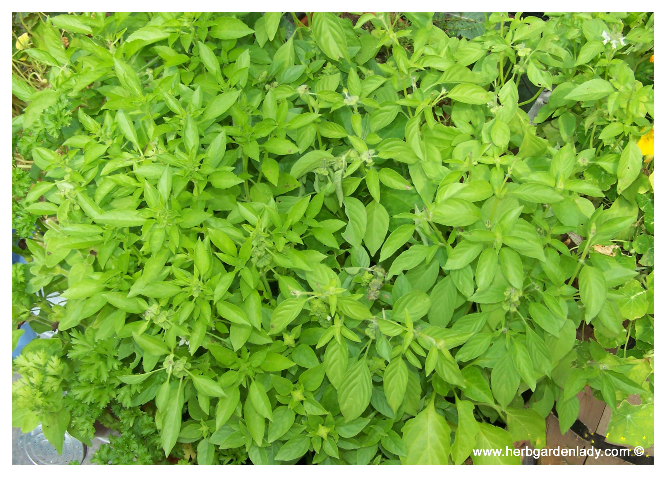 The Basil Herb Is A Culinary Delight To Grow In Your Garden or Indoors