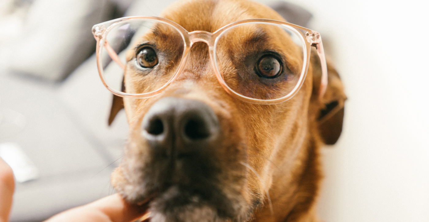 Everything You Need to Know About Astaxanthin for Dogs Herbsmith