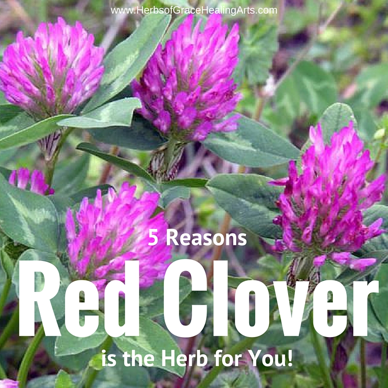 5 Reasons Red Clover Is The Herb For You by Hybrid Rasta Mama