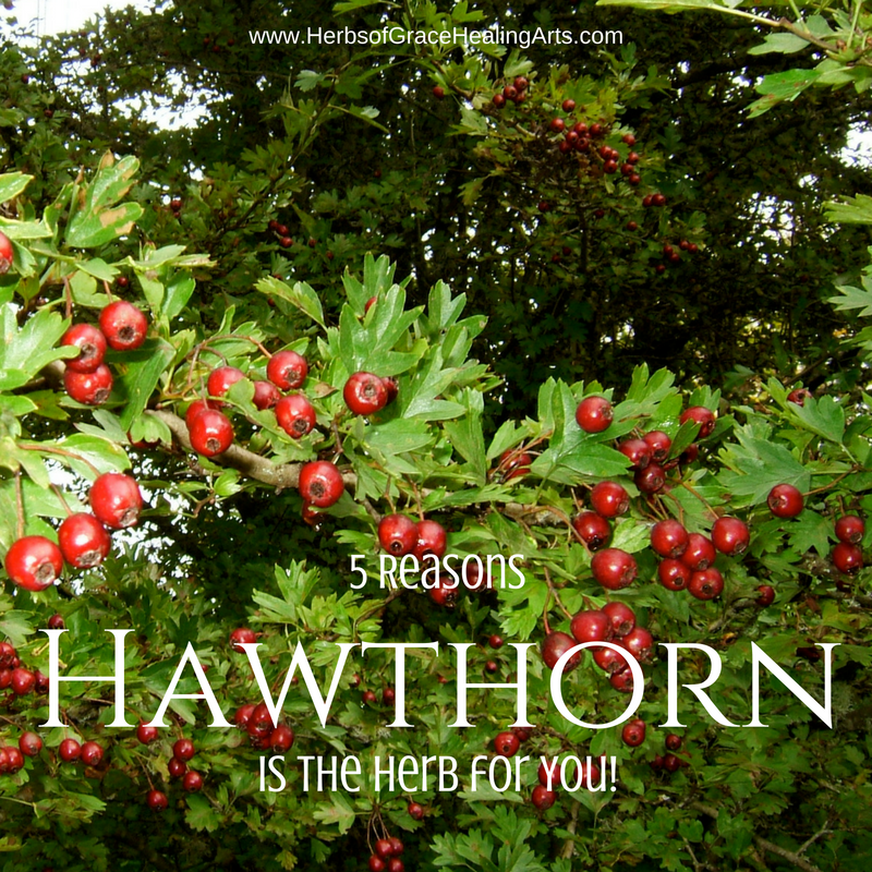 5 Reasons Hawthorn Is The Herb For You by Hybrid Rasta Mama