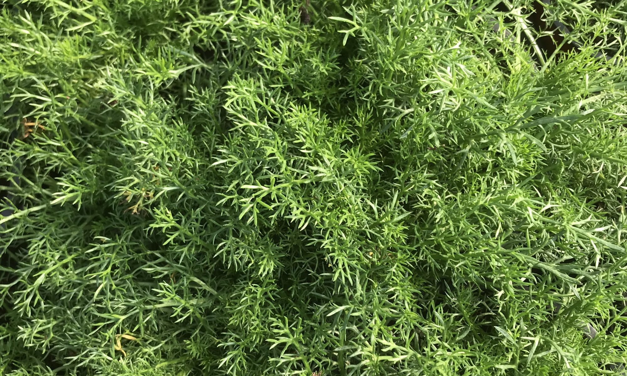 Chamomile Lawn Herbs on Thyme