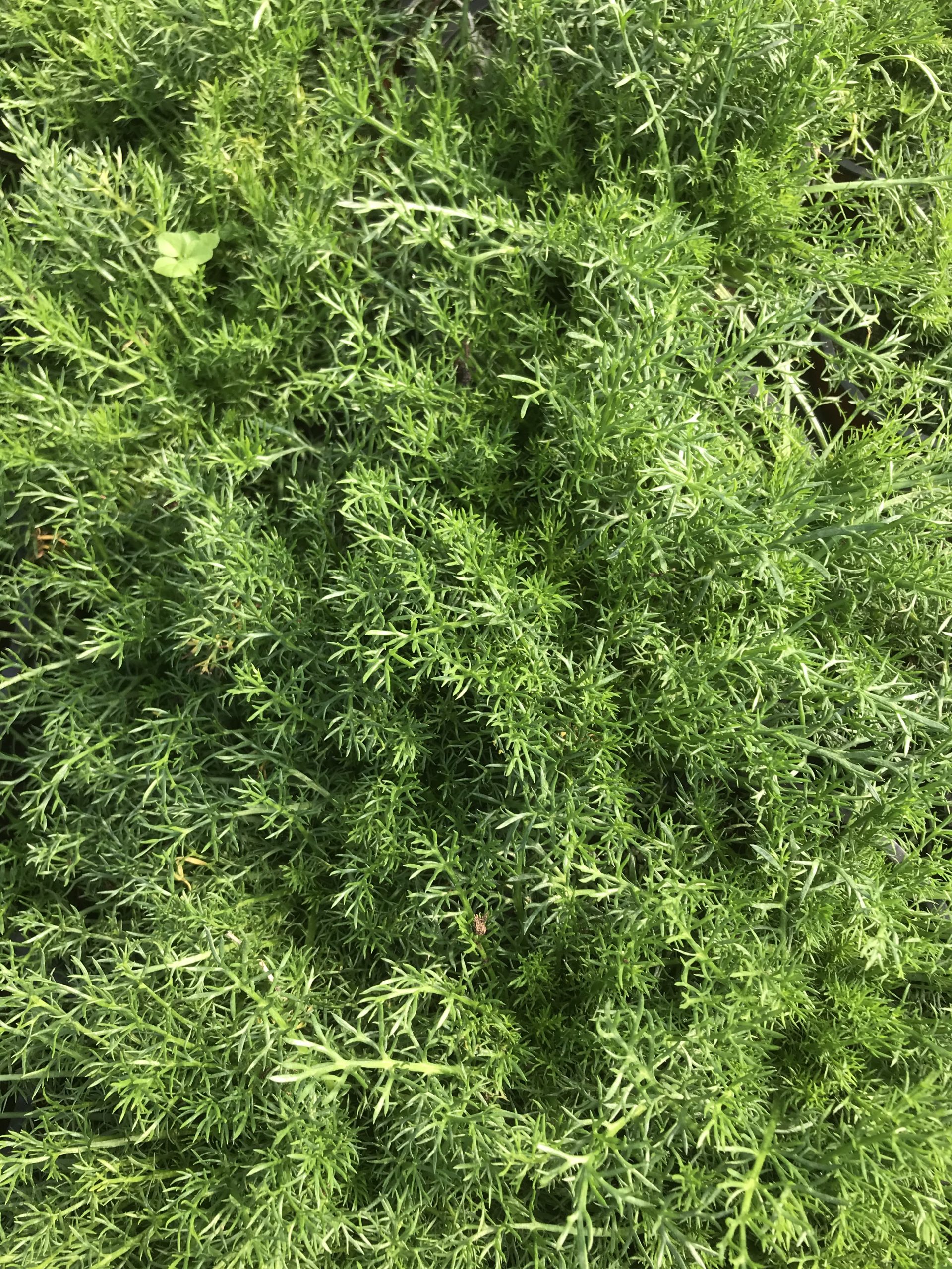 Chamomile Lawn Herbs on Thyme