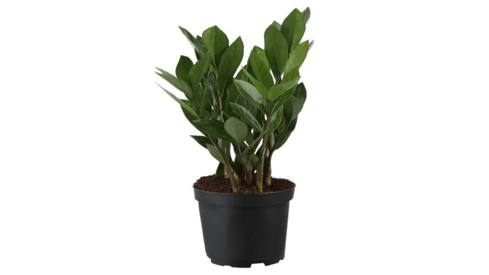 25 Easiest Houseplants To Keep Alive