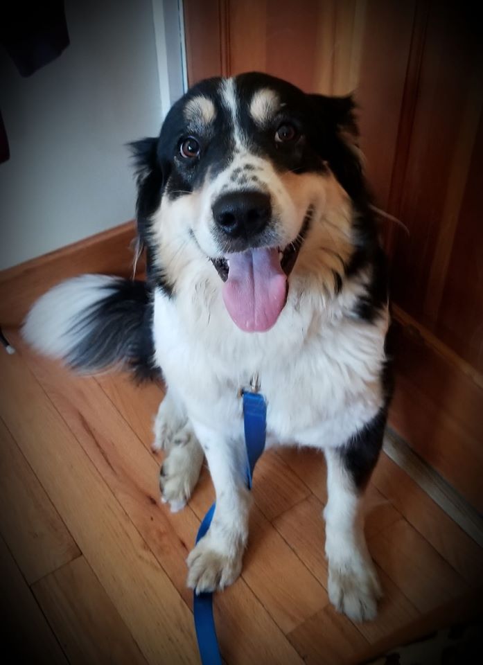 Herding Rescue Dogs of Wyoming