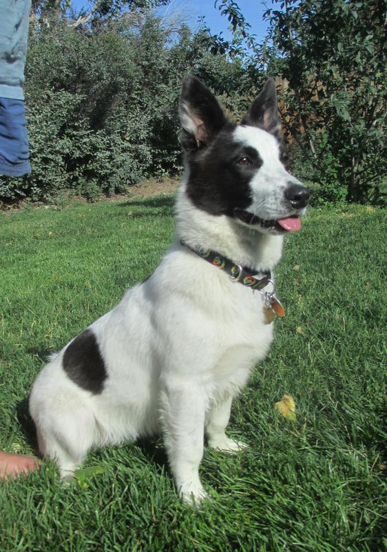 Border Collie Mix petfinder