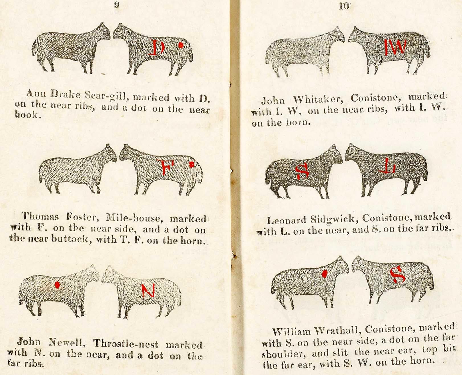 Coloured Markings On Herdwick Sheep The Herdy Company