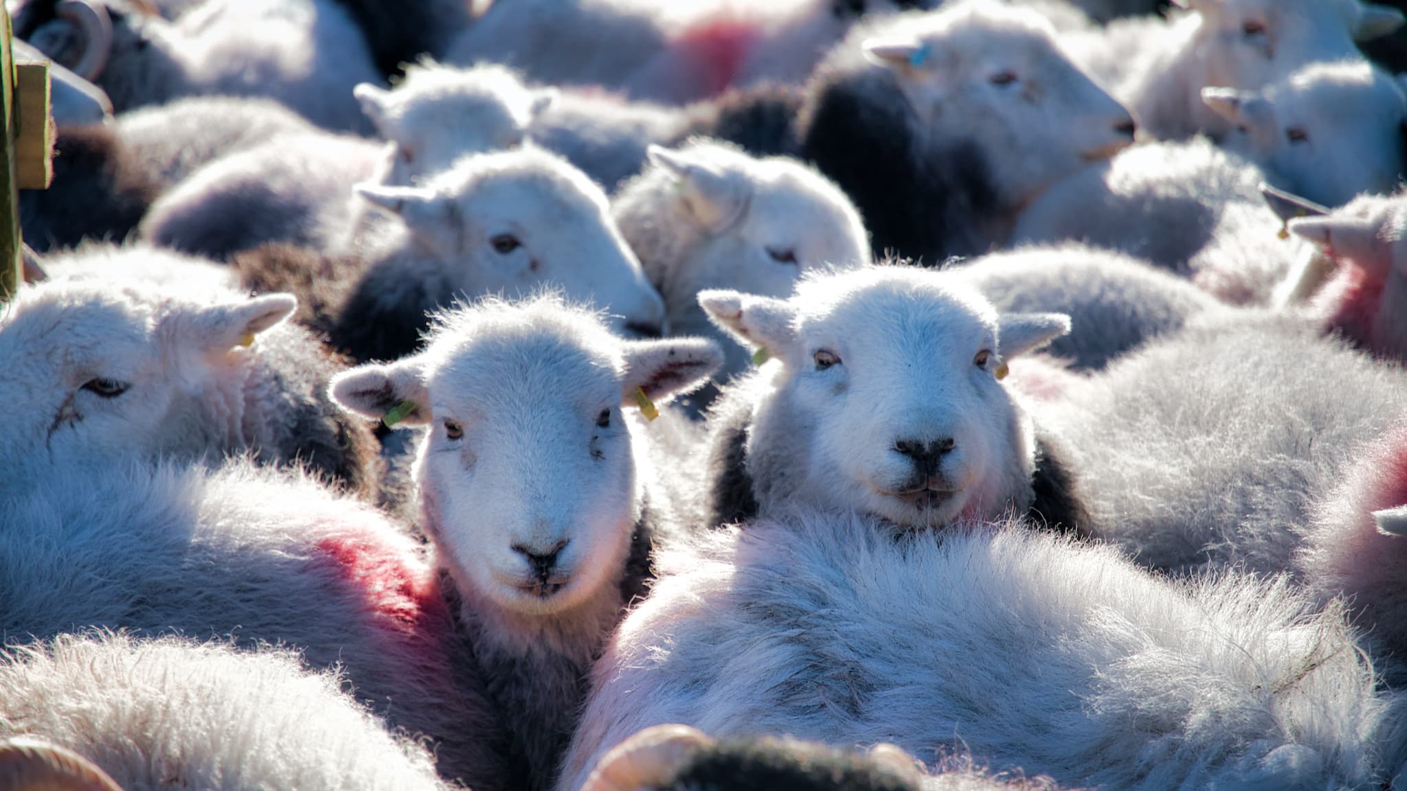 Coloured Markings On Herdwick Sheep The Herdy Company