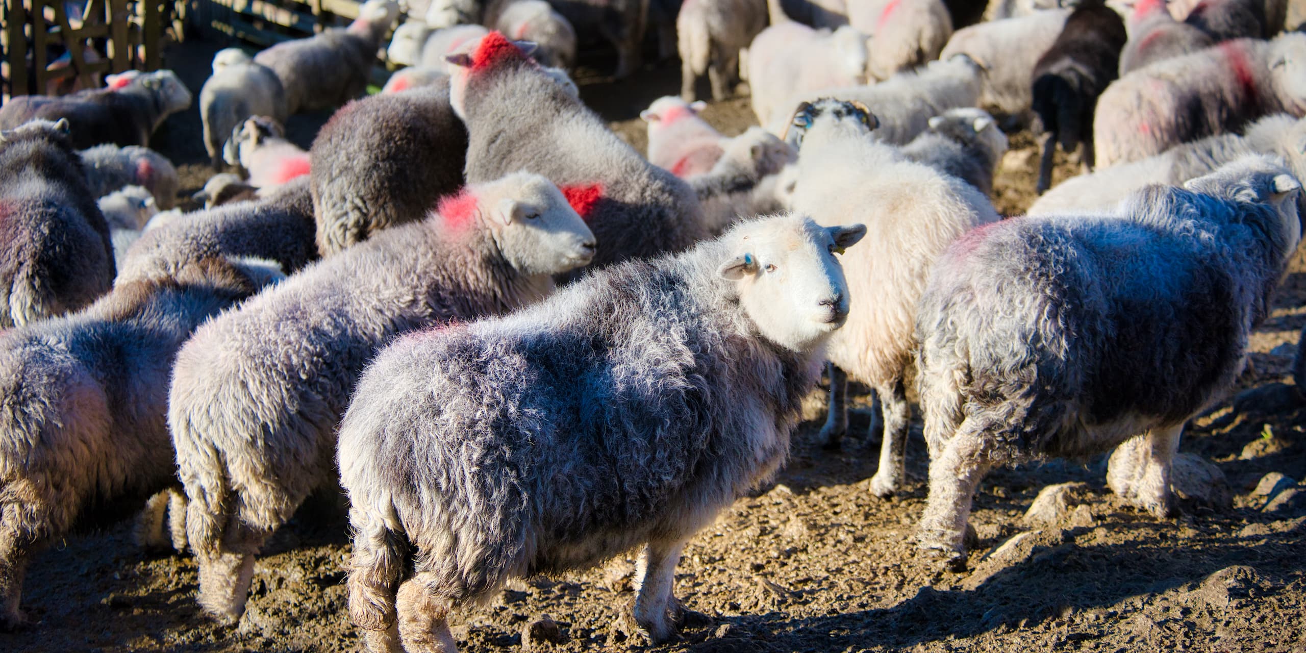 Coloured Markings On Herdwick Sheep The Herdy Company