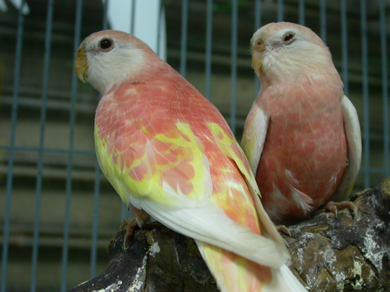 Caring for a Bourke Parakeet See the Price, Health and Behavior