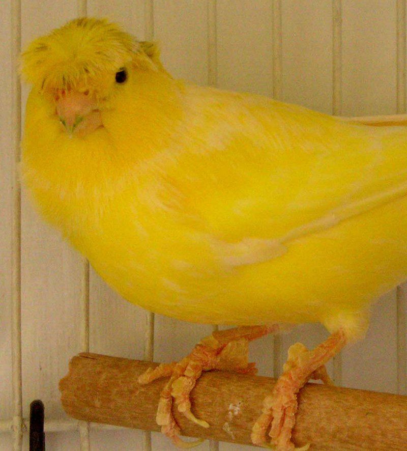 glostercanary2 Bird Cage & Bird Aviary Advice