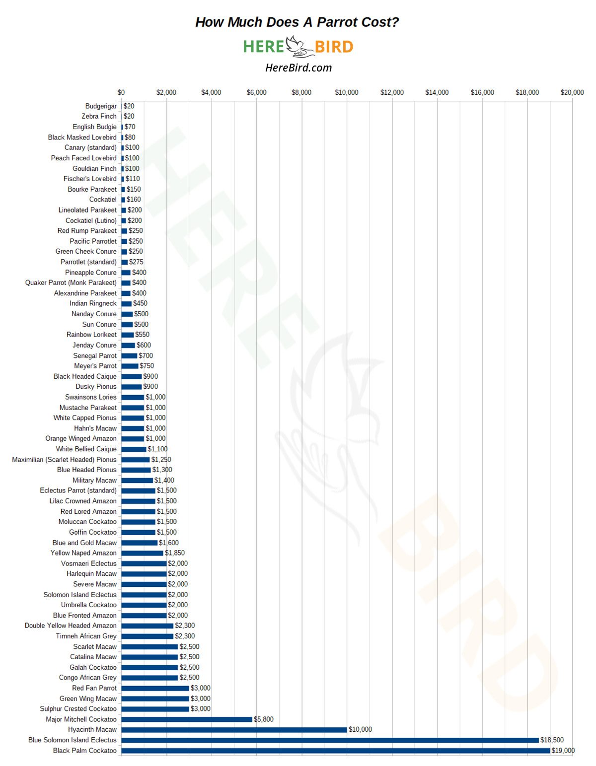 How Much Does A Parrot Cost? 64 Popular Bird Prices Updated 2019