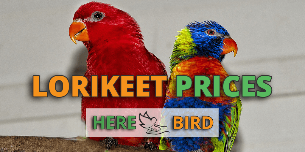 How Much Are Lorikeet Prices? Discover Lifetime Expenses & Costs