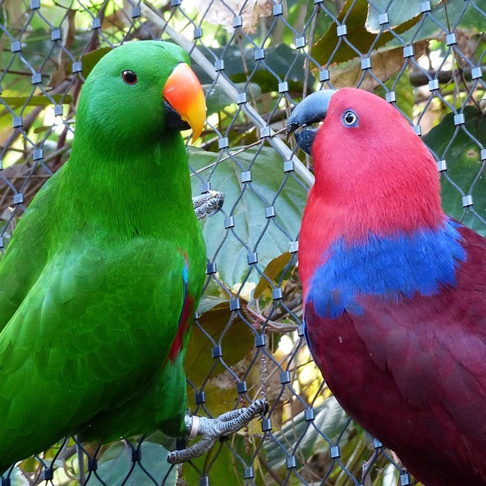 nobleparrotspair Bird Cage & Bird Aviary Advice