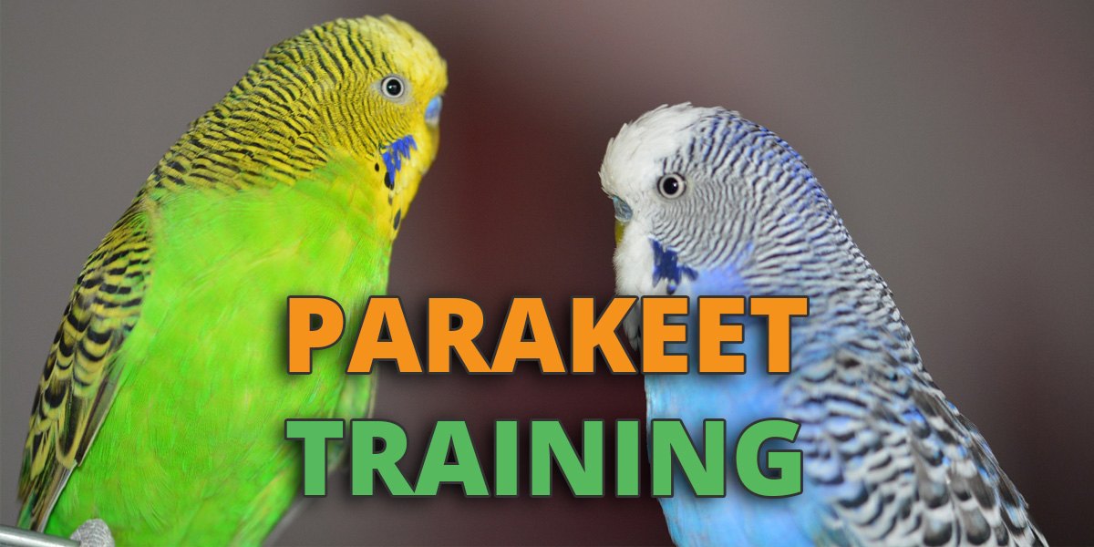 How to Train A Parakeet Tricks, To Talk, Hand Training & To Stop Biting