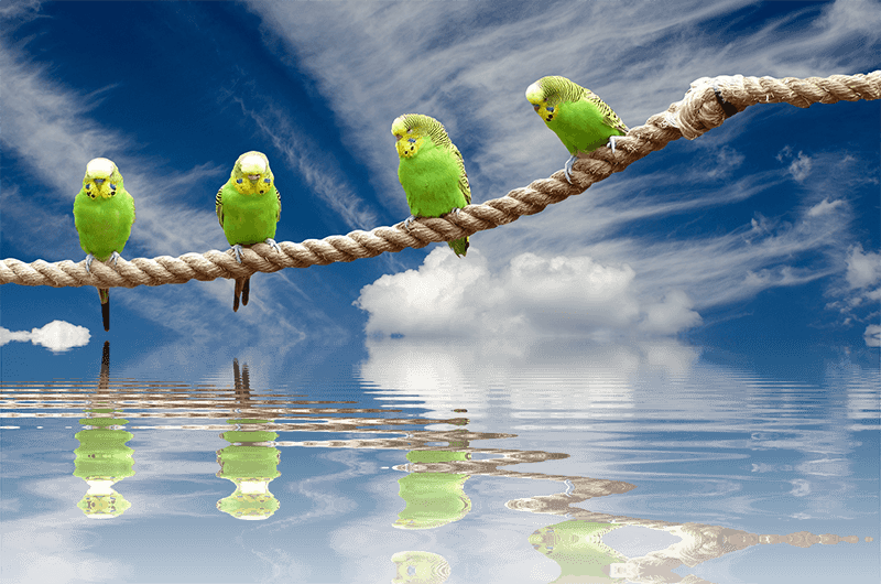 Parrot Baths and How To Bathe Your Pet Parrots