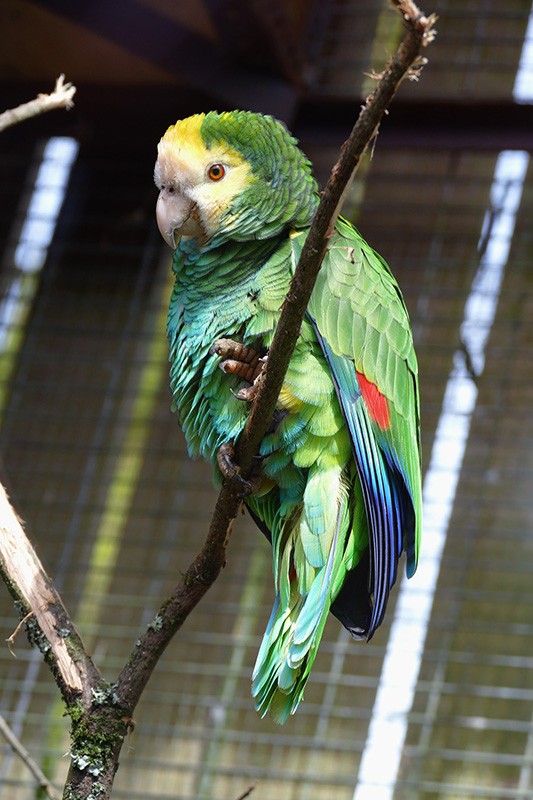 Owning A Parrot How to Take Care Of A Parrot, A Quick Start Guide