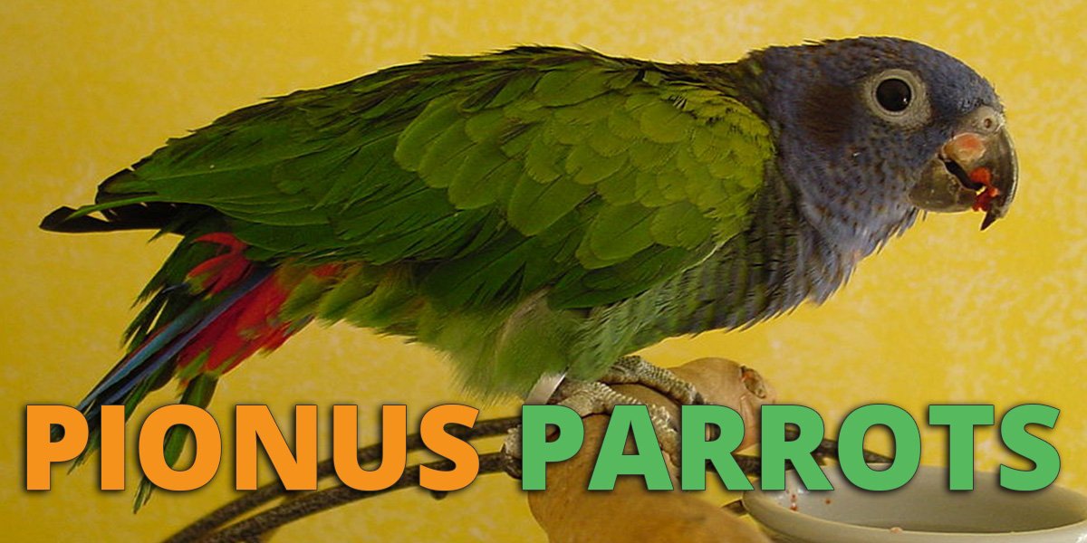 Pionus Parrot Guide Lifespan, Price, Care and More