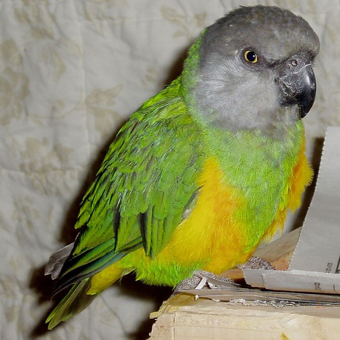 How Much Does A Parrot Cost? 64 Popular Bird Prices Updated 2019