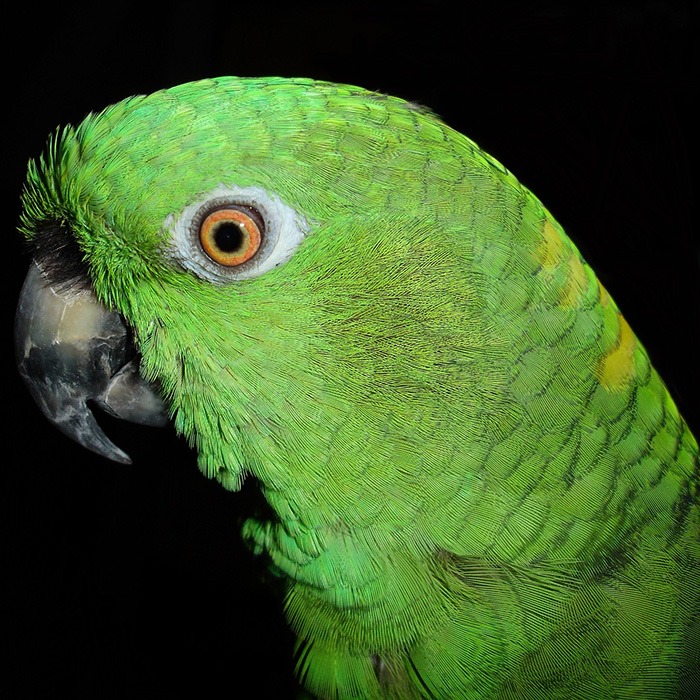 yellowneckamazon700 Bird Cage & Bird Aviary Advice, Reviews & HowTo Guides