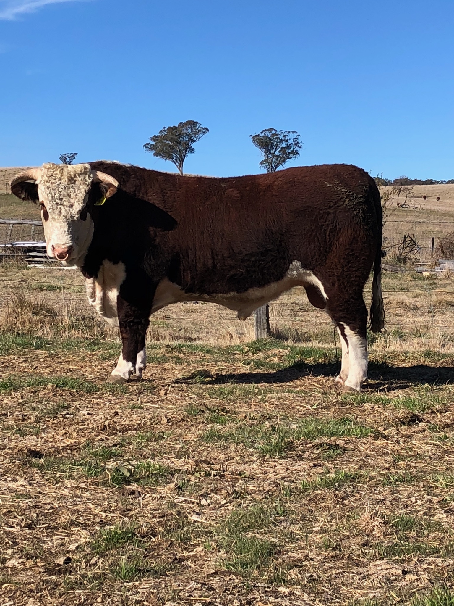 AmosVale Herefords Bull Sale Results Herefords Australia