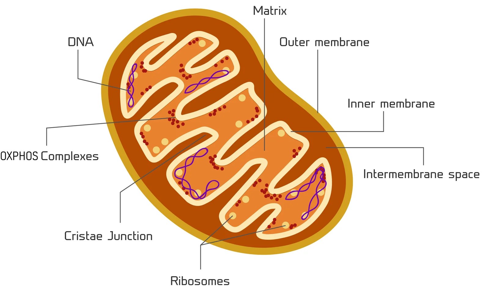 My Ph.D., Replication stress and Damage Tolerance in Mammalian