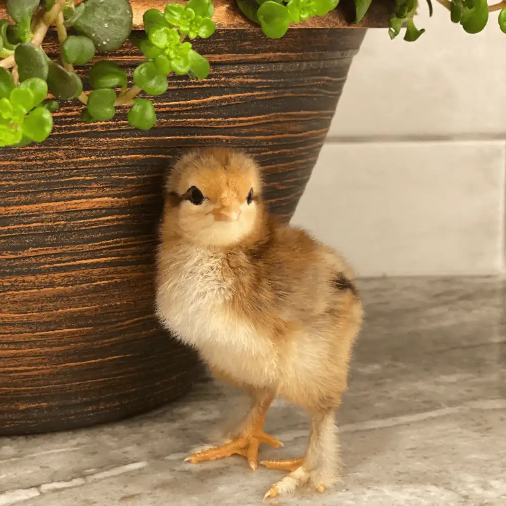 Dark Brown Egg Laying Chicken Breeds Heritage Acres Market LLC