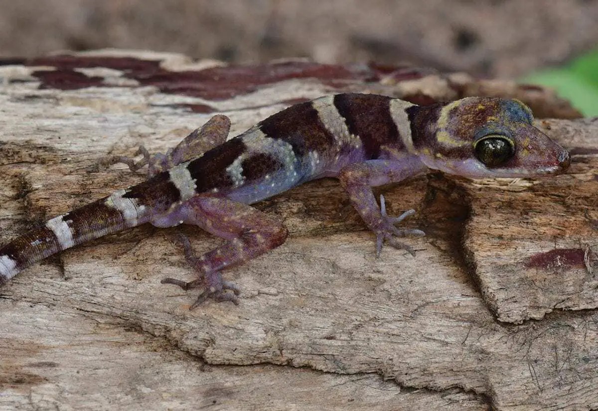 Scientists discover benttoed gecko species in Cambodia