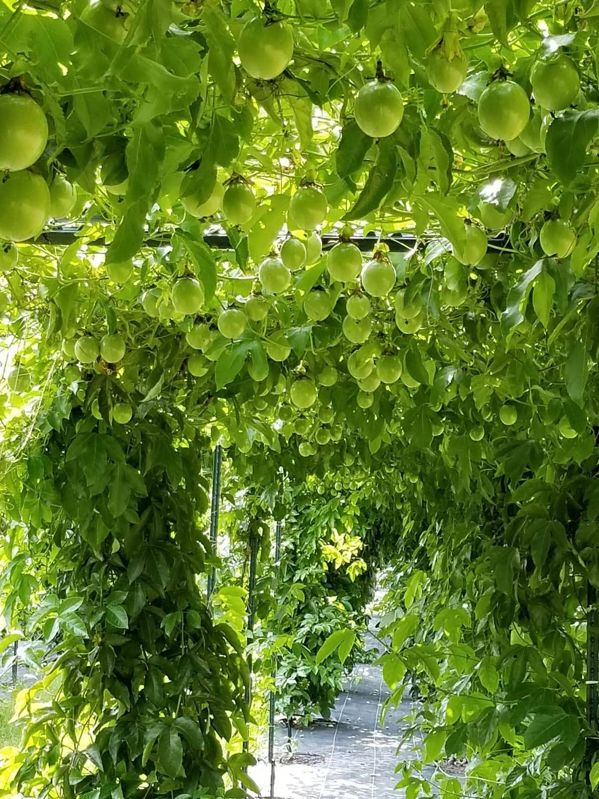 Hidden, healthful qualities of passion fruit Hernando Sun