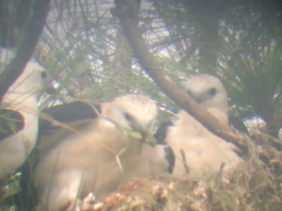 Peak into a swallowtail kite nest Hernando Sun