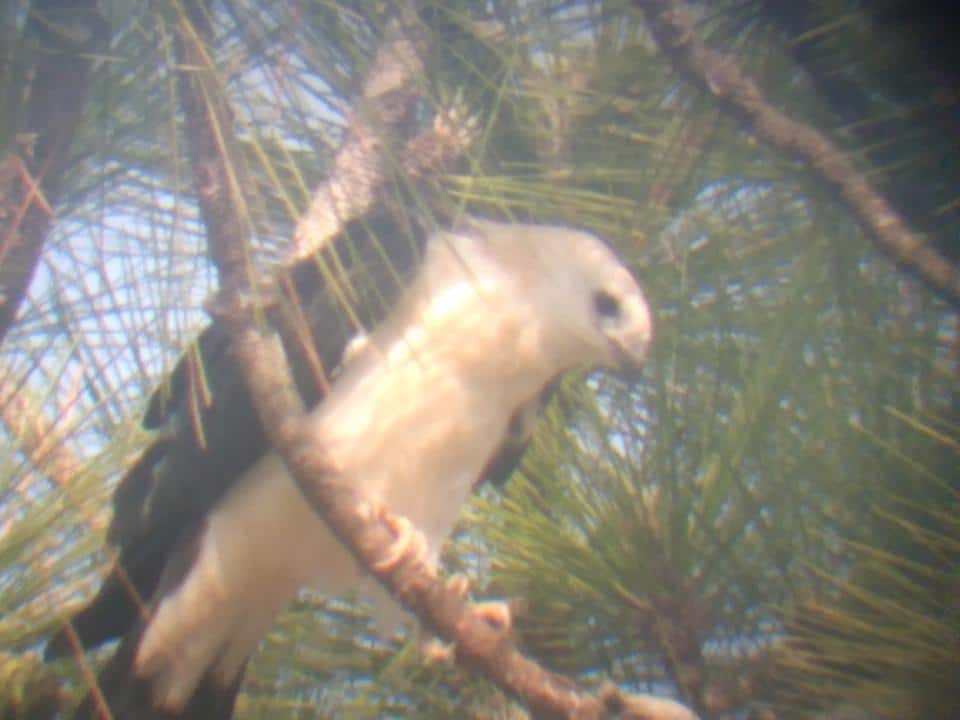 Peak into a swallowtail kite nest Hernando Sun