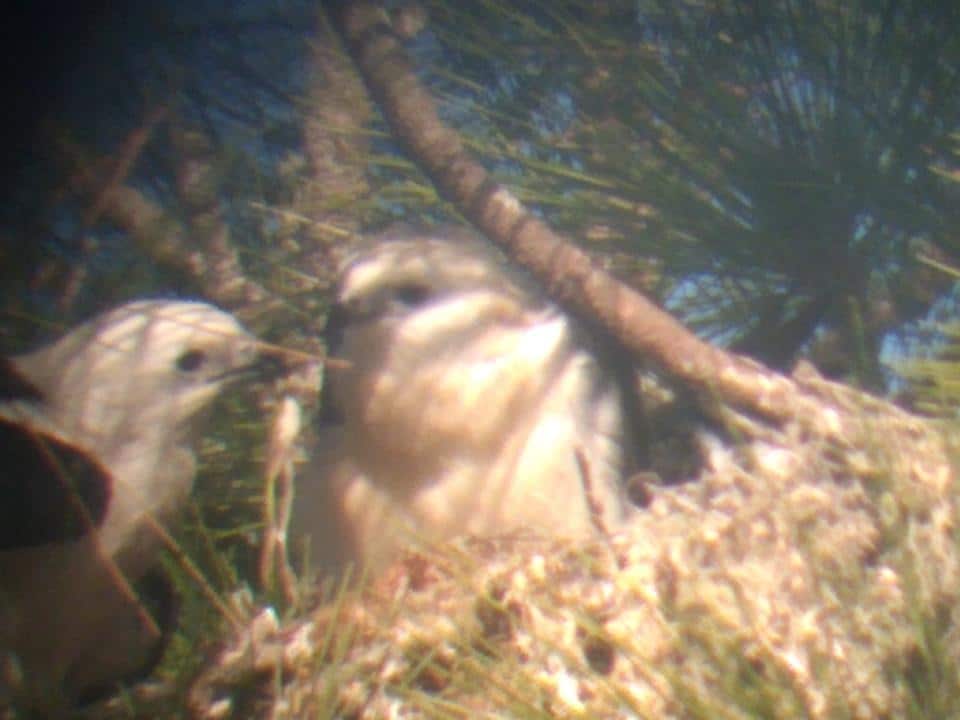 Peak into a swallowtail kite nest Hernando Sun