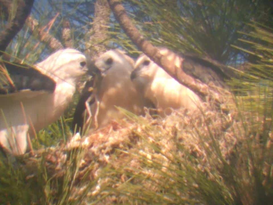Peak into a swallowtail kite nest Hernando Sun