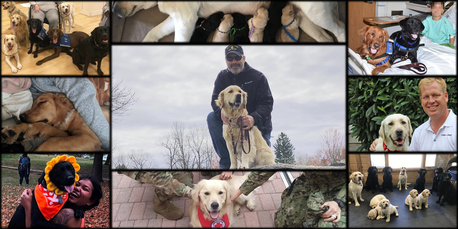 Best Online Service Dog Training.