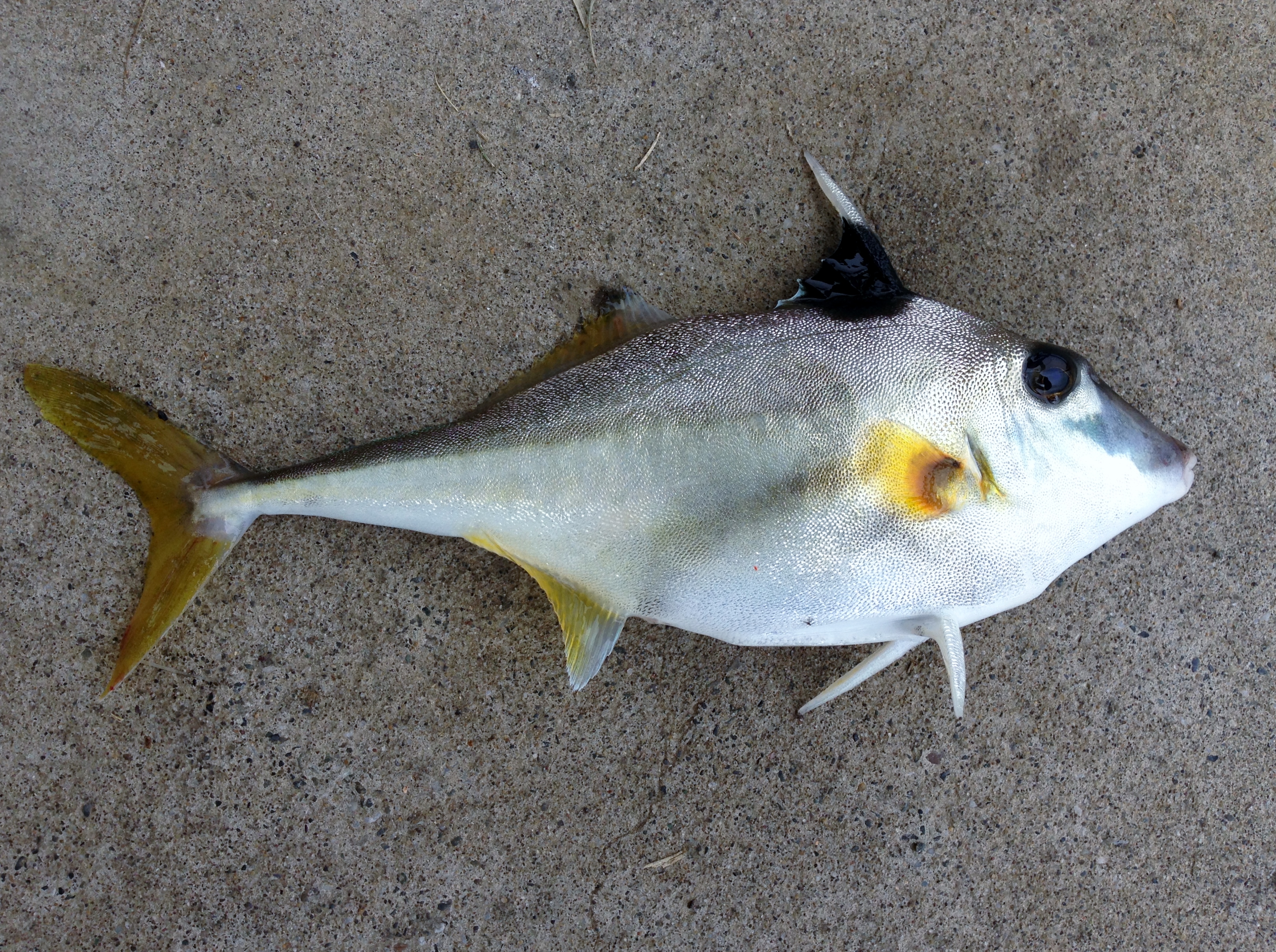 東京湾 釣り 魚 473289東京湾 釣り 魚 冬