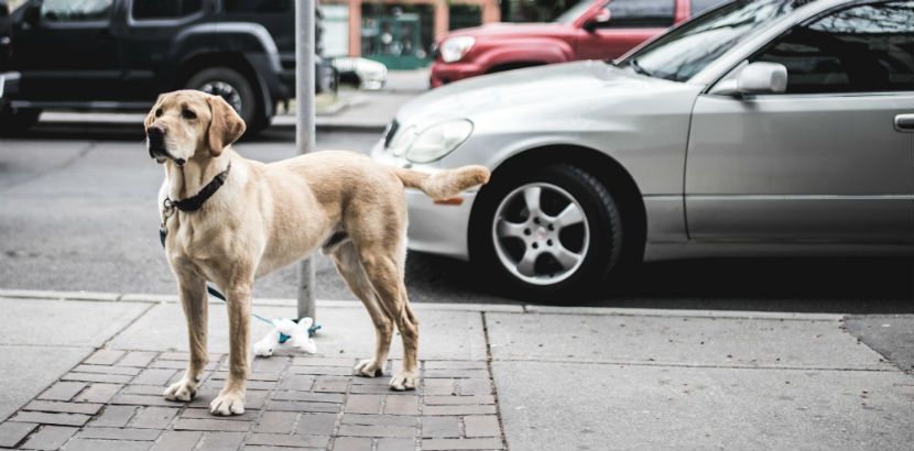 Hund kastrieren Wie viel kostet das? alle Infos HEROLD.at