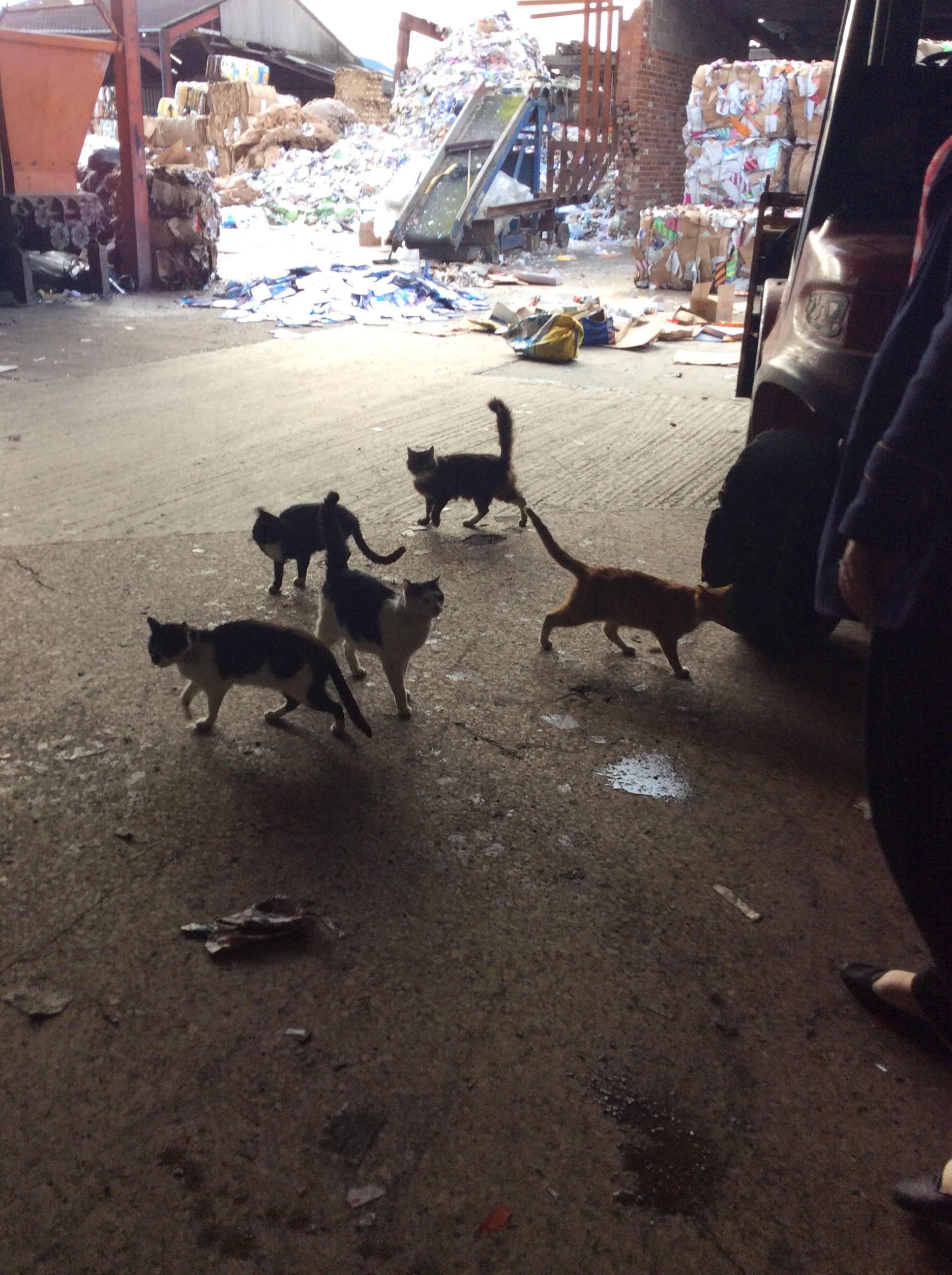 Feral Cat Colonies Heronbank Cat Rescue