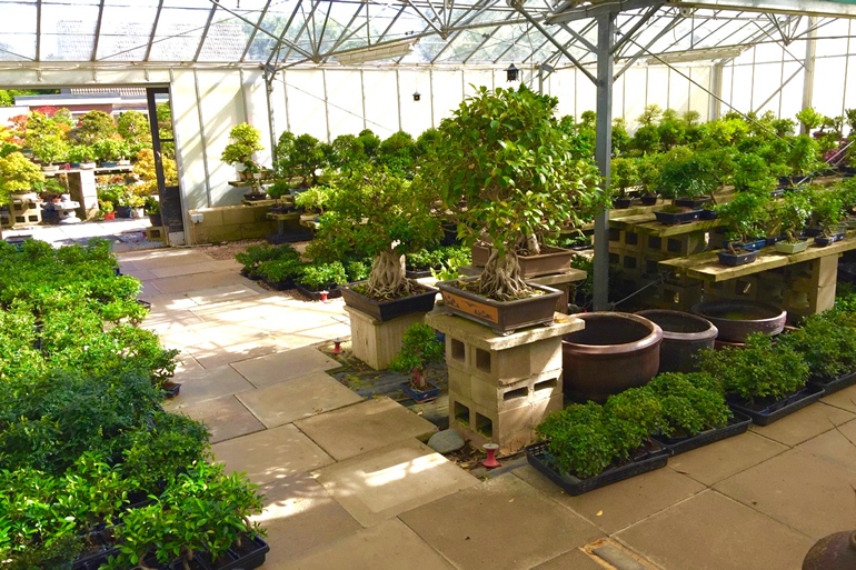 Indoor Bonsai Trees A collection of popular bonsai trees Next Day