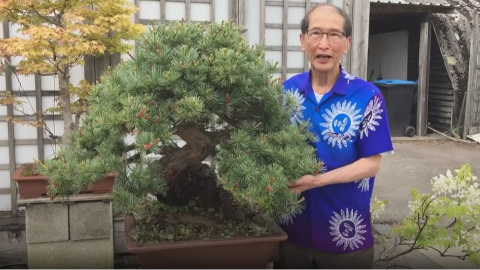 Pine Bonsai Trees Pine Candle Pruning Tutorial