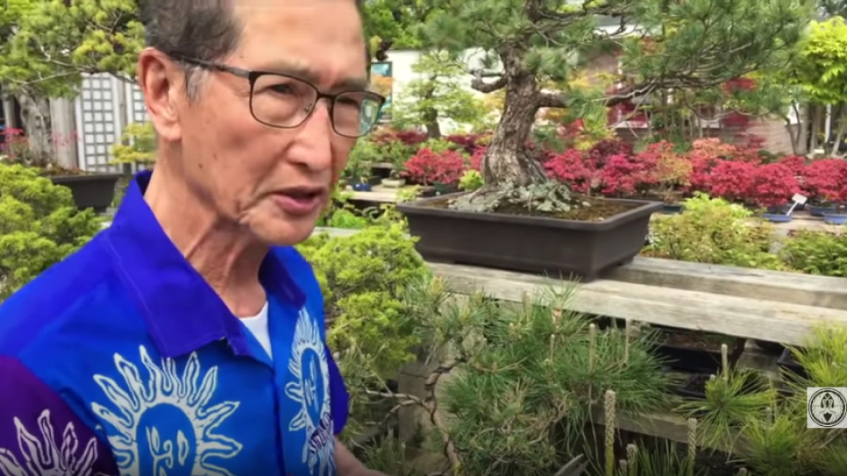 Pine Bonsai Trees Pine Candle Pruning Tutorial