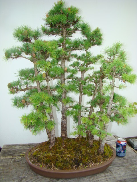 35 Ideas For Bonsai Forest Pots For Sale Pink Wool