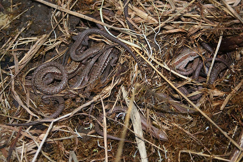 Hibernating Lizards Reptiles and Amphibians of the UK