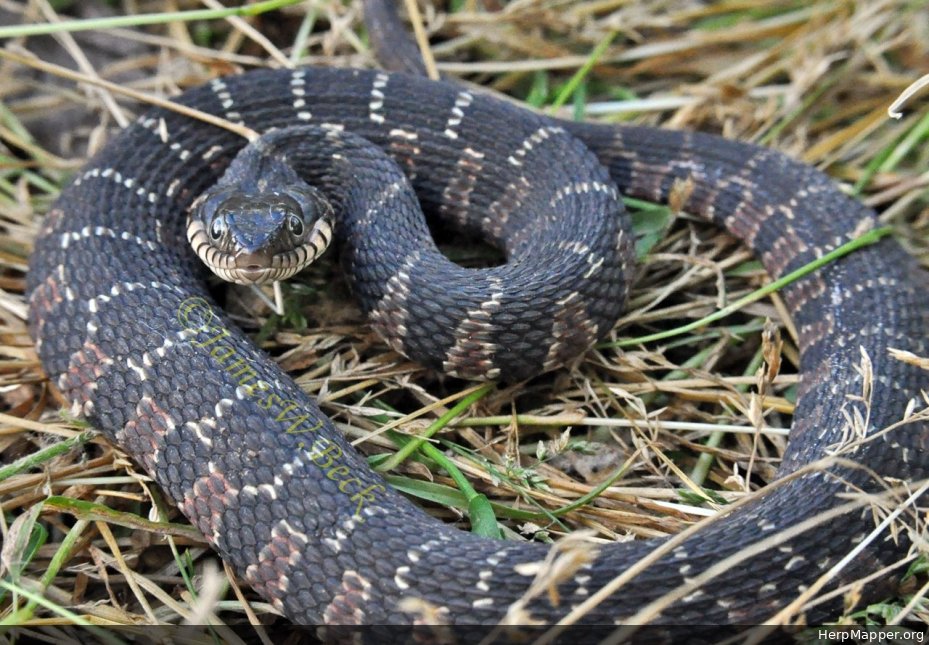 Plainbellied Water Snake (Nerodia erythrogaster) HM 149657