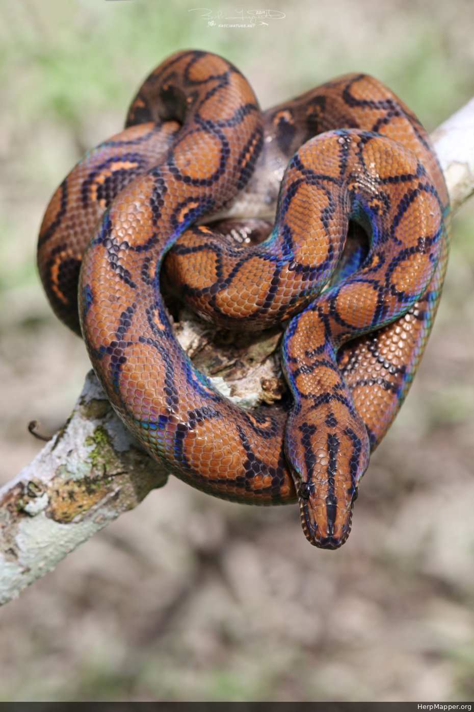 Rainbow Boa (Epicrates cenchria) HM 257643