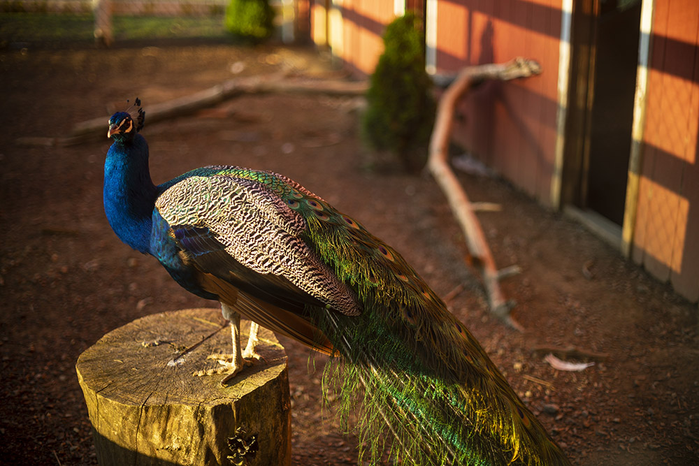 Explore Hershey Farm