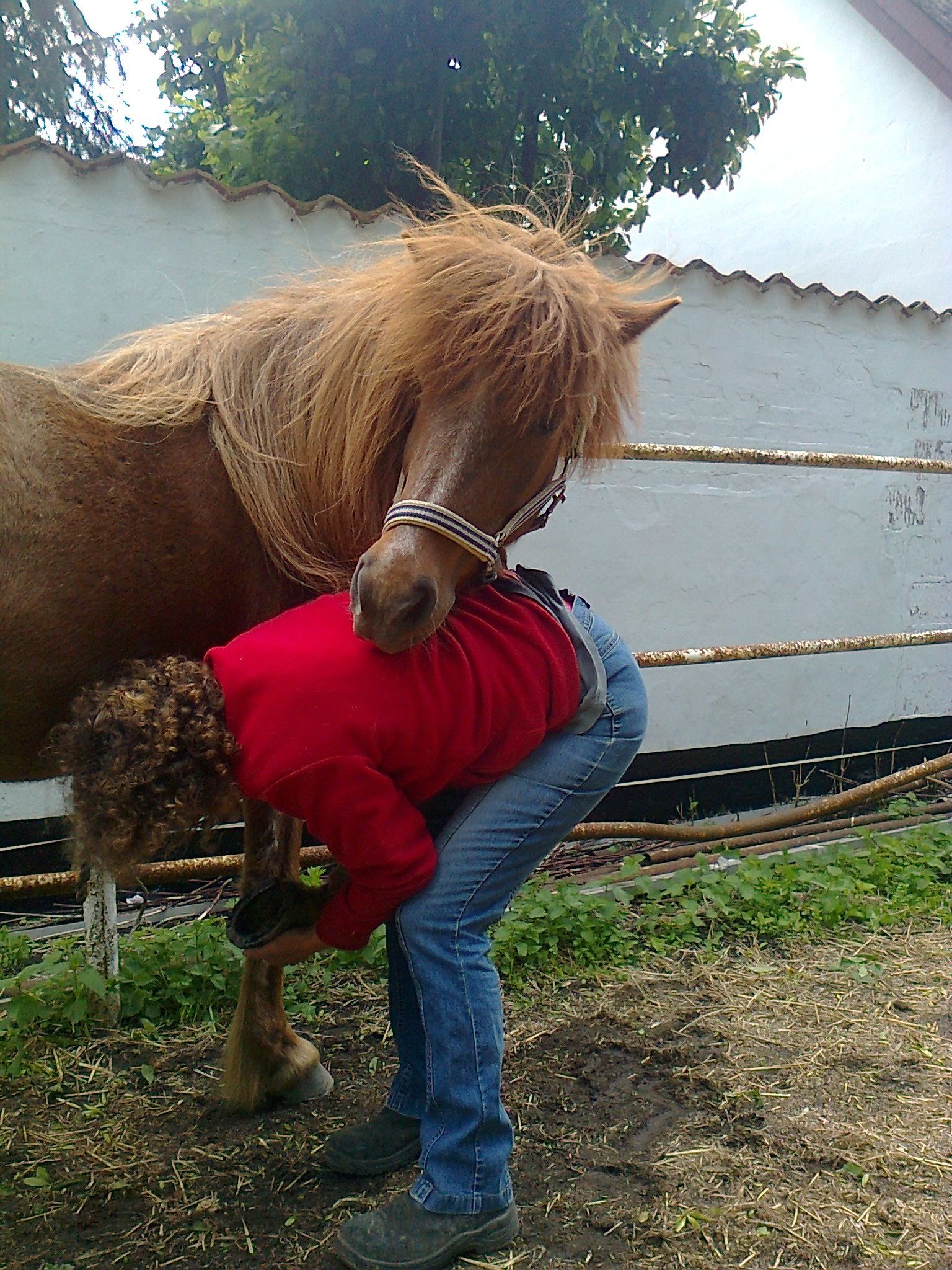 Hestemassage HesteTheisen.dk