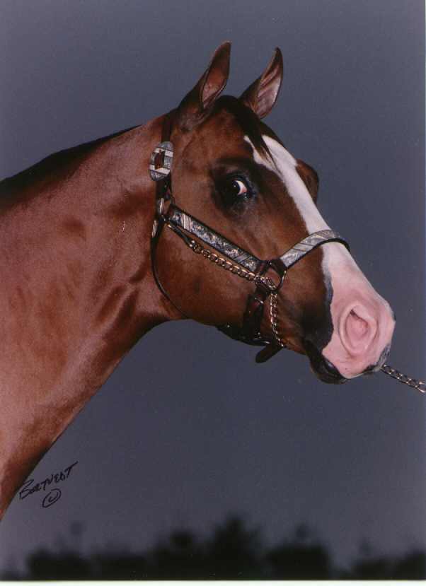 QUARTER MOON RANCH "TARDY"