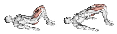 Glute Bridge - How to Instructions, Proper Exercise Form and Tips