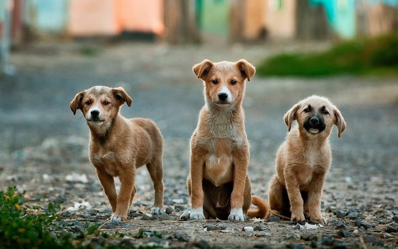 Pubertät beim Hund Das kann sich jetzt verändern heyhund.de