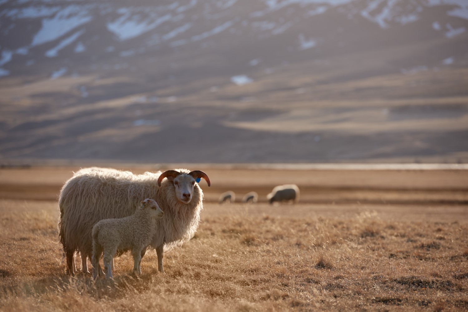 Everything You Need to Know About the Icelandic Sheep Hey Iceland