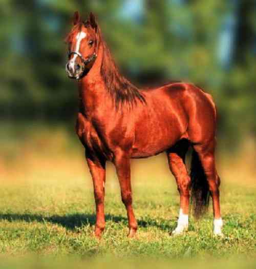 Quarter Horse Hengst HFLeo Boon Bar